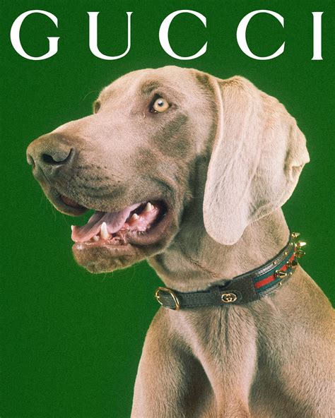 gucci chien video|Gucci dog and cat.